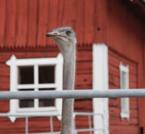 20140802-Ingmarie-Canon5DMkII-0063