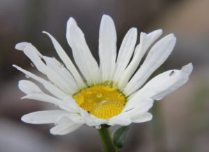 IMG_6668